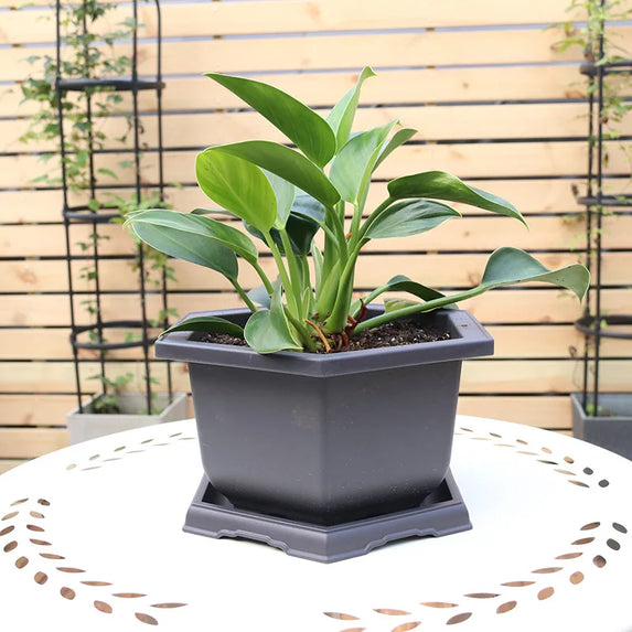 Flowerpots Imitation Purple Clay Succulent Plants Pots Outdoor Garden Landscape Bonsai Pot Trays Rectangular Square Planter