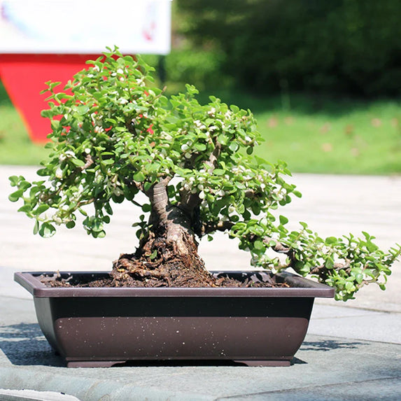Flowerpots Imitation Purple Clay Succulent Plants Pots Outdoor Garden Landscape Bonsai Pot Trays Rectangular Square Planter